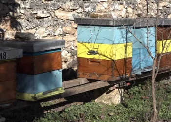 Na Buni niče prvi pčelinjak za rehabilitaciju žrtava mina i osoba s invaliditetom